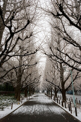 夜に降った雪が薄っすら残るいちょう並木