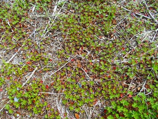 アメリカフウロの若草生える春の休耕地風景
