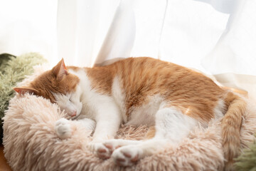 窓辺で眠る可愛い猫　茶トラ白