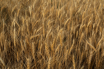 Golden Wheat Field Close-Up 
