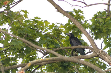 Rook perched on maple tree branch in soft cloudy morning light