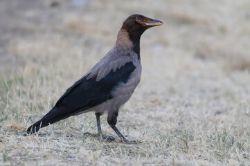 Close-up of a young Hooded Crow glancing sideways, sunlight illuminating its beak and eyes, standing on dry summer grass