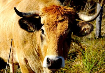 vache de l Aubrac, Aveyron ,France