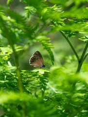 Summer nature view of a beautiful butterfly with green meadow.