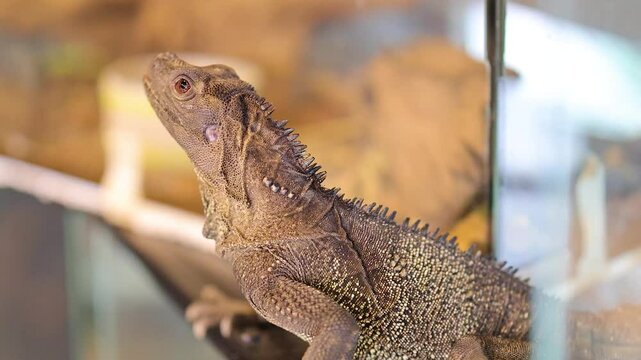Philippine Sailfin Lizard in Captivity Observed