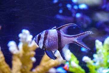Several Banggai cardinalfish with striped silver bodies and long black fins swim in a tropical...
