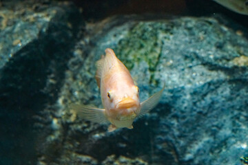 Freshwater fish. Swimming Fish Close-Up. School fish in freshwater cory. Close-Up of Colorful Tropical Fish in Tank Aquarium, Thailand, Asia