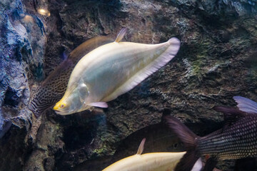 Freshwater fish. Swimming Fish Close-Up. School fish in freshwater cory. Close-Up of Colorful Tropical Fish in Tank Aquarium, Thailand, Asia