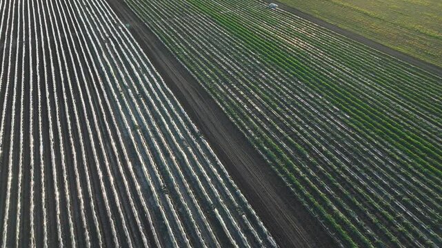 Agricultural Technology in Action: Plastic Mulch for Crop Efficiency.