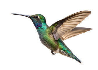 Obraz premium Hummingbird in Flight with Wings Spread Isolated on Transparent Background