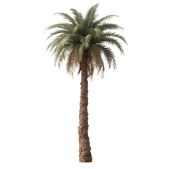 Palm tree isolated on transparent background