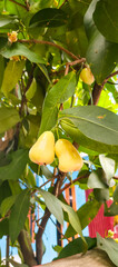 ripe apricots on a tree