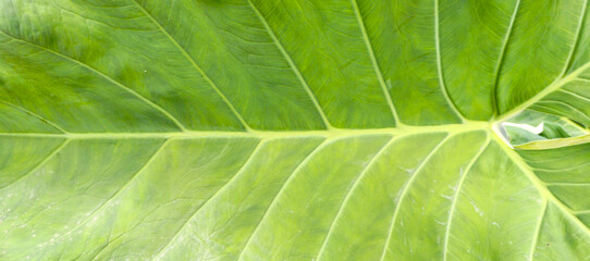 green leaf texture