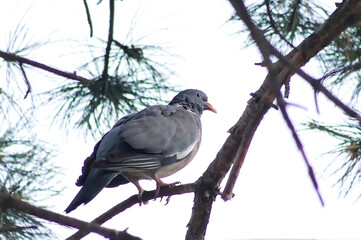 Common Wood Pigeon perched on pine branch, back and pale head seen from below in soft overcast morning light