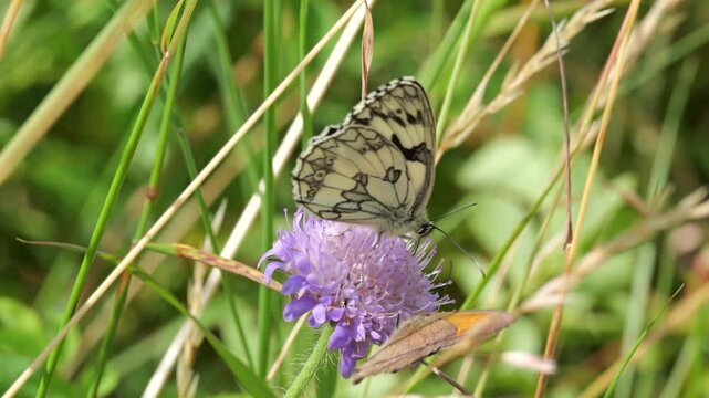 Schachbrettfalter Schmetterling (Melanargia galathea) - Rangelei um die Blume