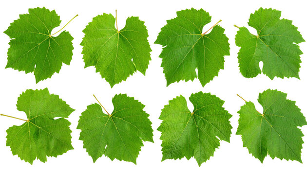 Eight green grapevine leaves arranged in two rows, displaying their lobed shapes and distinct veining patterns.