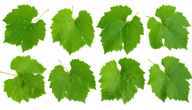 Eight green grapevine leaves arranged in two rows, displaying their lobed shapes and distinct veining patterns.