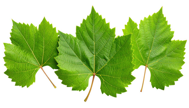Four vibrant green grapevine leaves with detailed veins and serrated edges arranged side by side.