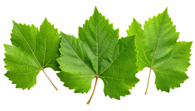 Four vibrant green grapevine leaves with detailed veins and serrated edges arranged side by side.