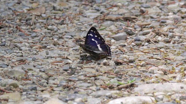 Gro&szlig;er Schillerfalter Schmetterling (Apatura iris)