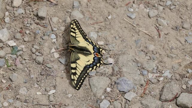 Schwalbenschwanz Schmetterling (Papilio machaon)