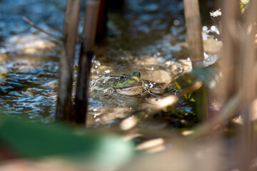Marsh frog about to be splashed by a wave at dawn, Dnipro River, Ukraine