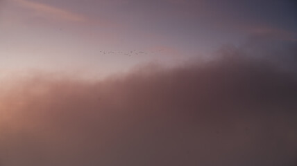 Ptaki lecace na tle nieba i porannej mgły.  © Elżbieta Kaps