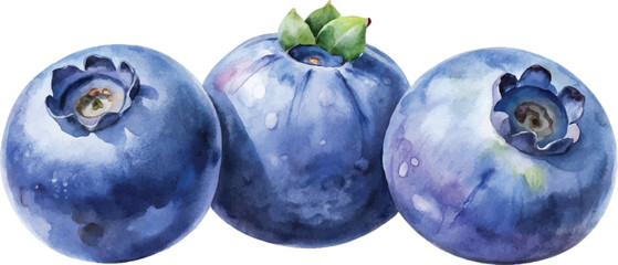 Three Watercolor Blueberries