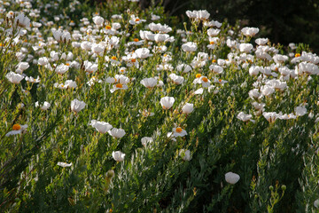Scenic view of a dense field of white Matilija poppies with bright yellow centers, basking in warm sunlight. A lush and peaceful display of native California wildflowers.