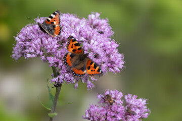 Zwei Kleiner Fuchs Schmetterlinge  (Aglais urticaen oder Nymphalis urticae) an einer Blüte  © Gerhard