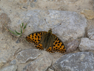Kleiner Perlmuttfalter (Issoria lathonia oder Argynnis lathonia)