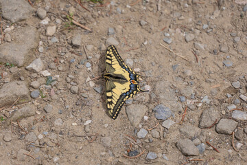 Schwalbenschwanz Schmetterling (Papilio machaon)