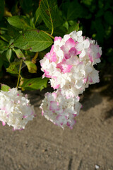 紫陽花