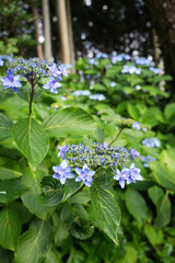 紫陽花