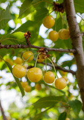 A tree with many ripe cherries hanging from it