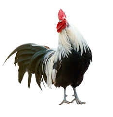 A rooster stands on a white background with its head held high