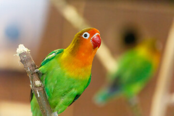 A green and yellow bird is perched on a branch
