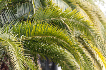 A palm tree with green leaves and a yellow tip