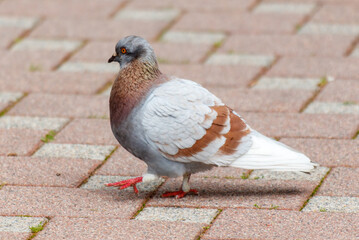 A pigeon is walking on a brick sidewalk