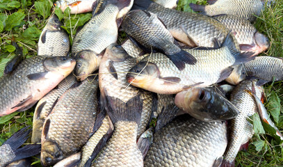 A pile of fish is on the grass