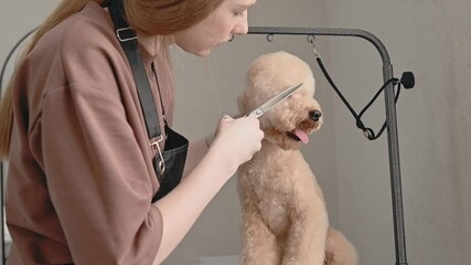Trimming moment captures quiet emotion, emotion flows between human and dog, emotion-driven grooming builds audience loyalty. Ideal for social media and dog wellness brands