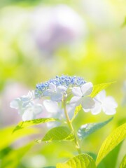 梅雨から初夏の公園や花壇を彩るアジサイのある風景。繊細で美しい装飾花についた雨上がりの水滴が朝陽に輝く瑞々しい様子