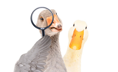 Portrait of a funny goose looking through a magnifying glass and duck isolated on a white background