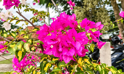 pink flowers in the garden