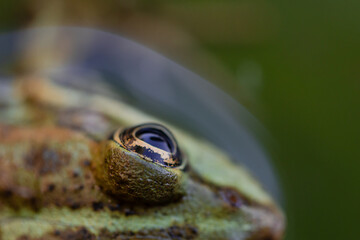 Beautiful details of a cute green frog on a waterlily leaf. 