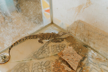 Baby crocodile resting in a terrarium corner, exhibiting natural camouflage