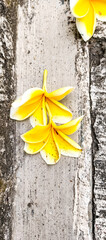 yellow flower on the stone