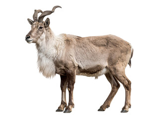 Obraz premium A side profile of a brown mountain goat with curved horns and a thick, shaggy coat standing alert.