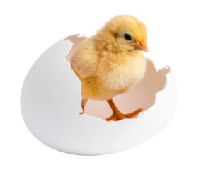 A yellow chick is partially emerged from a cracked white eggshell, showing its soft feathers and tiny beak.