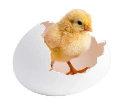 A yellow chick is partially emerged from a cracked white eggshell, showing its soft feathers and tiny beak.